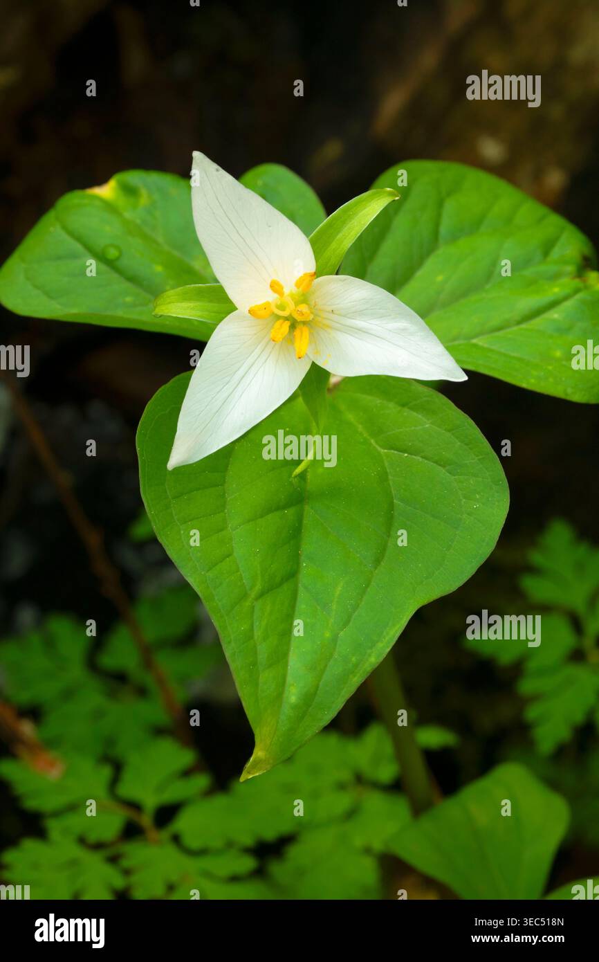 trillium de l'Ouest (Trillium ovatum), parc national de Tryon Creek, Portland, Oregon Banque D'Images