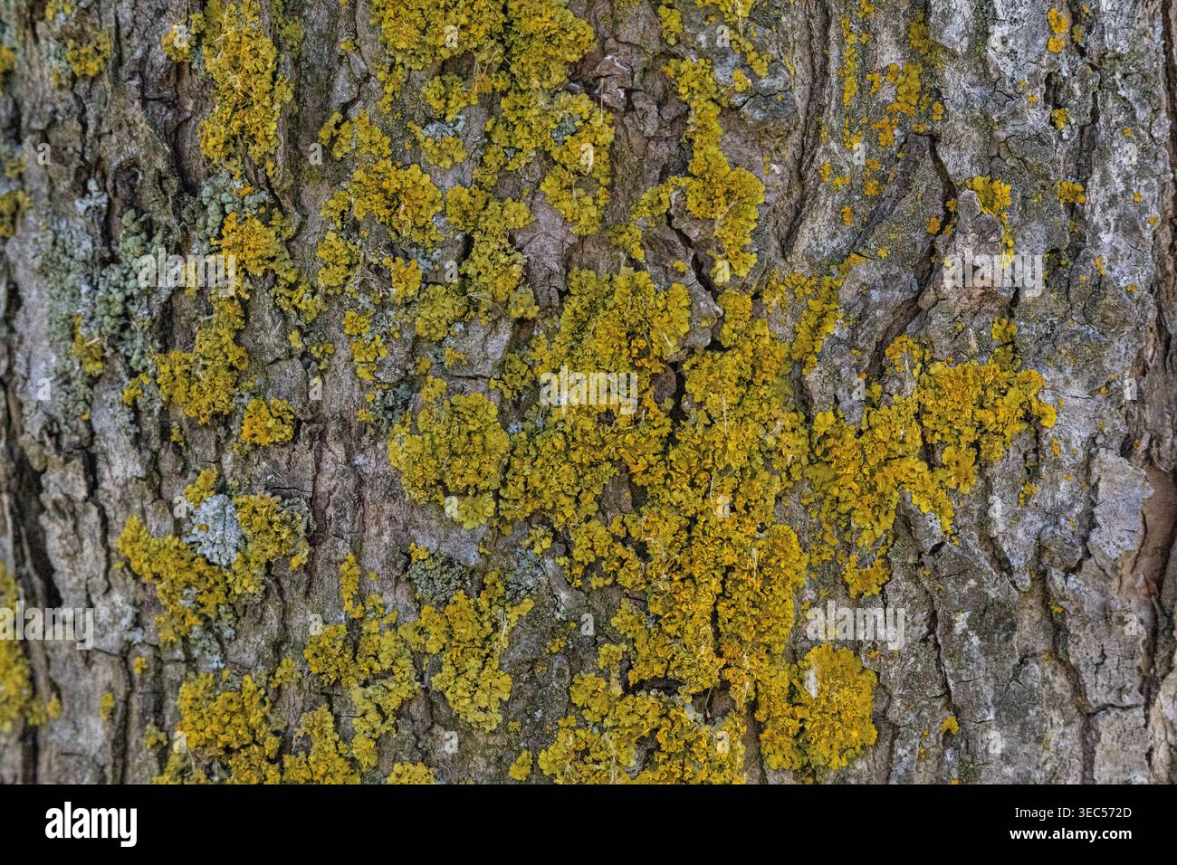 Écorce d'arbre texturée avec lichen vert jaune et pâle, rainures profondes et crêtes à la lumière du jour, gros plan horizontal ou motifs organiques. Banque D'Images