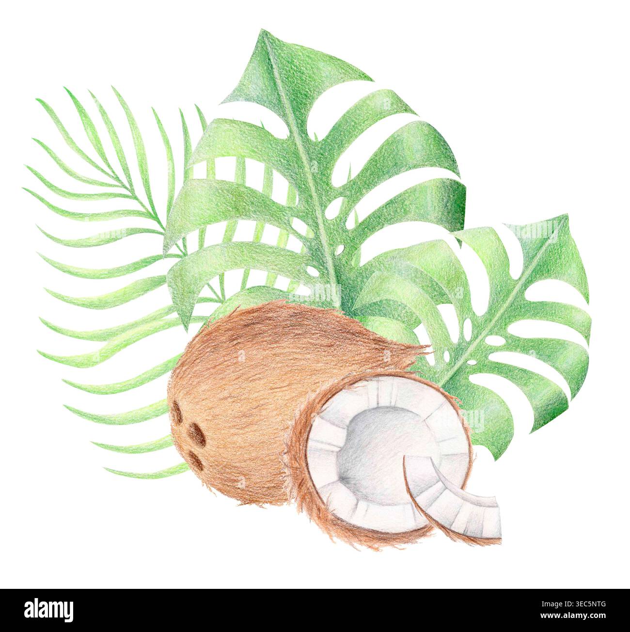 Noix de coco et feuilles tropicales, aquarelle et illustration au crayon de couleur Banque D'Images