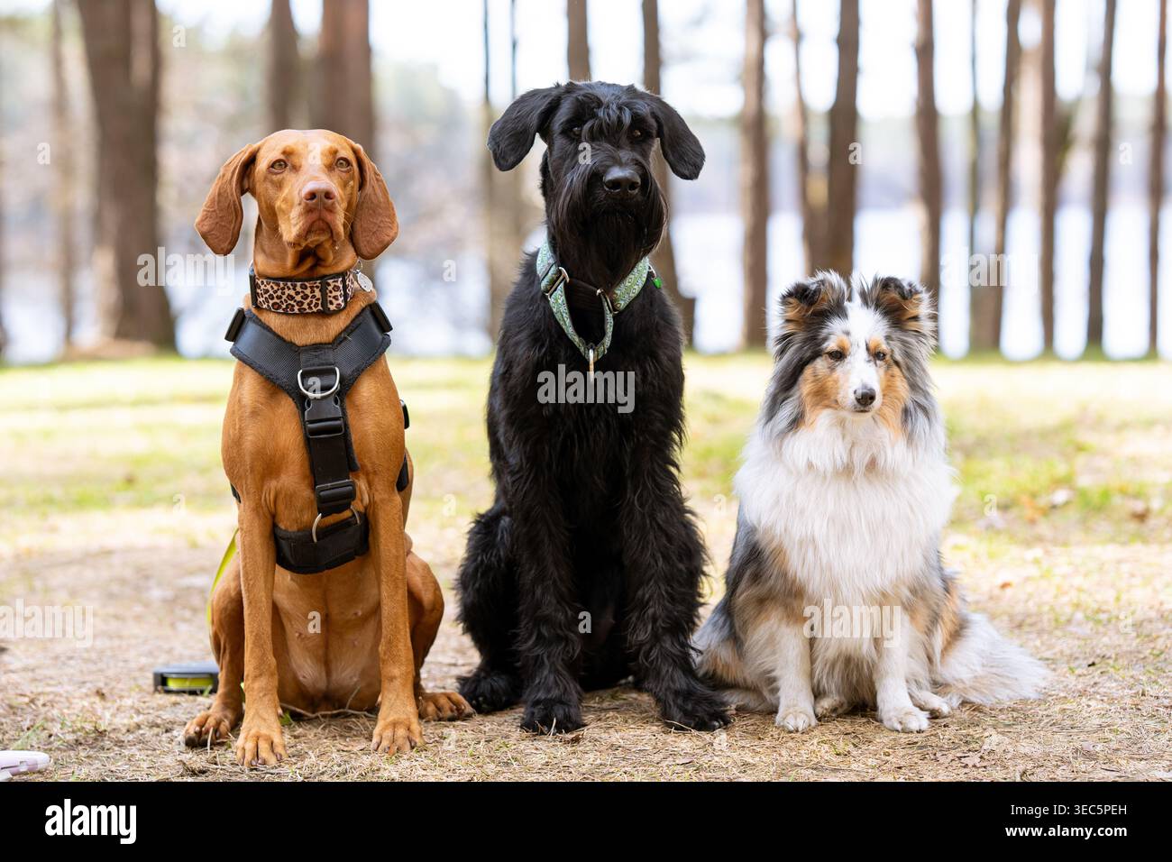 Trois chiens de différentes races assis ensemble dans une forêt, vizsla, schnauzer géant et Sheltie posant à l'extérieur pour photographier des portraits d'animaux de compagnie Banque D'Images