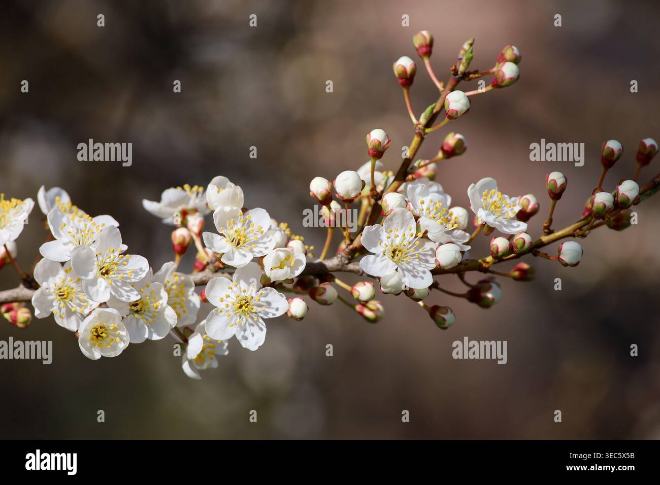 Branche de fleur de cerisier en gros plan, fleurs blanches sur un arbre à la saison du printemps Banque D'Images