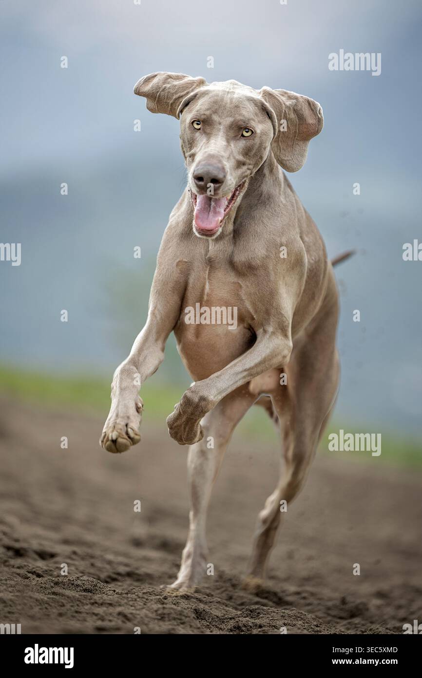 Weimaraner. Chien adulte mâle courant. Allemagne Banque D'Images