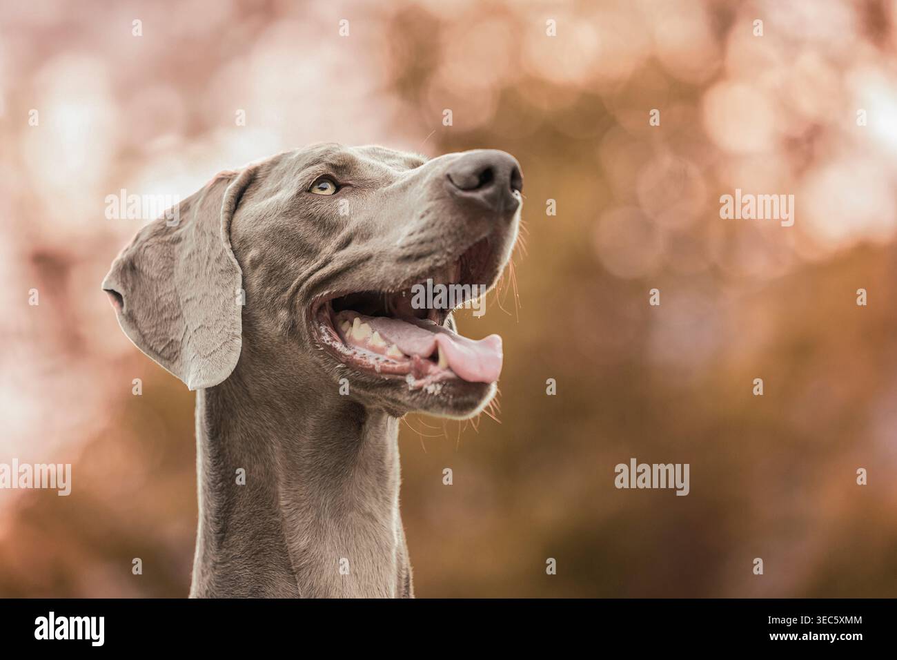 Weimaraner. Portrait de chien mâle adulte. Allemagne Banque D'Images