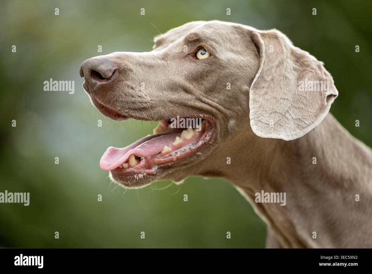 Weimaraner. Portrait de chien mâle adulte. Allemagne Banque D'Images