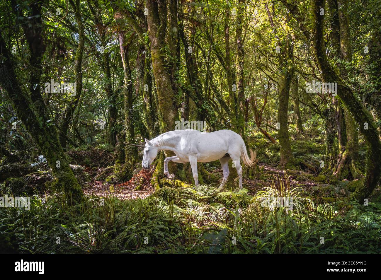 Licorne (cheval domestique avec corne attachée) marchant dans une forêt. Nouvelle-Zélande Banque D'Images