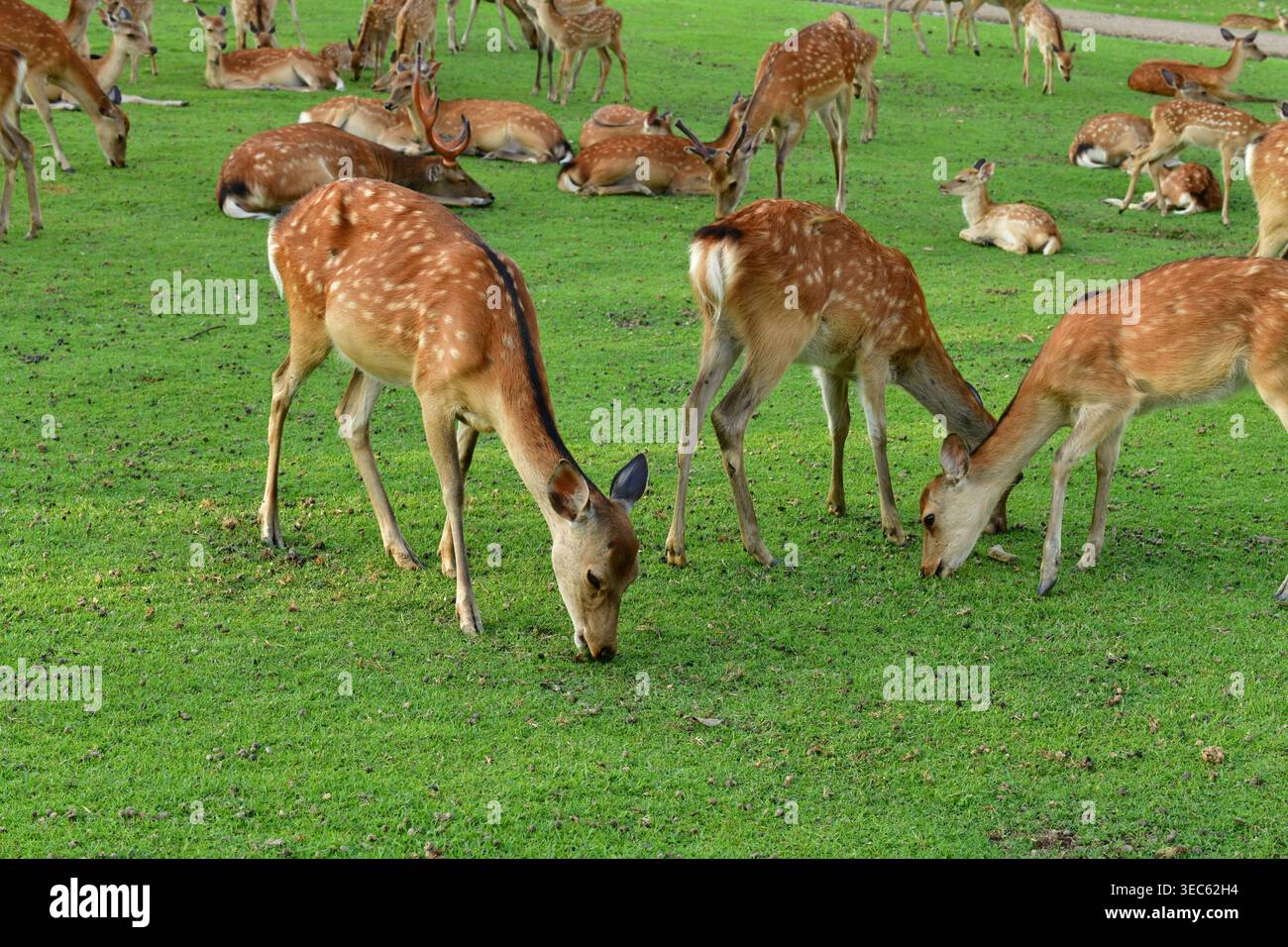 Groupe de cerfs Sika ou cerfs japonais (Cervus nippon) qui paissent dans le parc de Nara, au Japon Banque D'Images