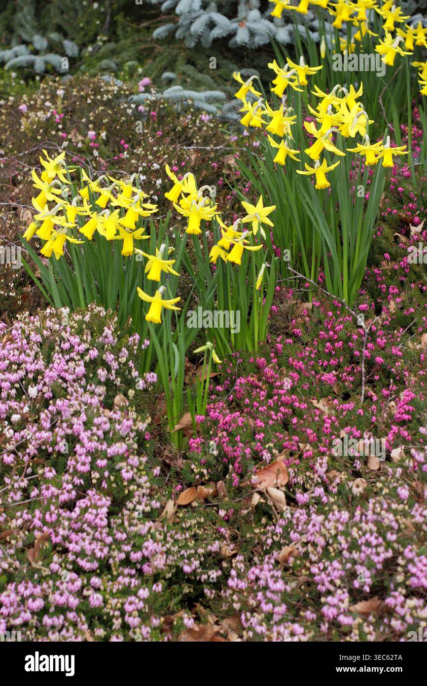 Lit de fleurs printanières tôt avec des jonquilles Narcissus February Gold et des bruyères à floraison hivernale de roses et de violets. ROYAUME-UNI Banque D'Images