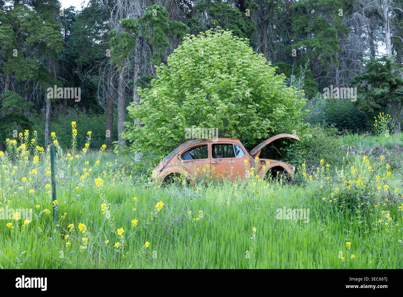 Voiture vintage rouillée en décomposition dans une prairie verte vibrante avec des fleurs sauvages jaunes, la nature récupérant la vieille technologie. Concentrez-vous sur la négligence et l'environnement int Banque D'Images