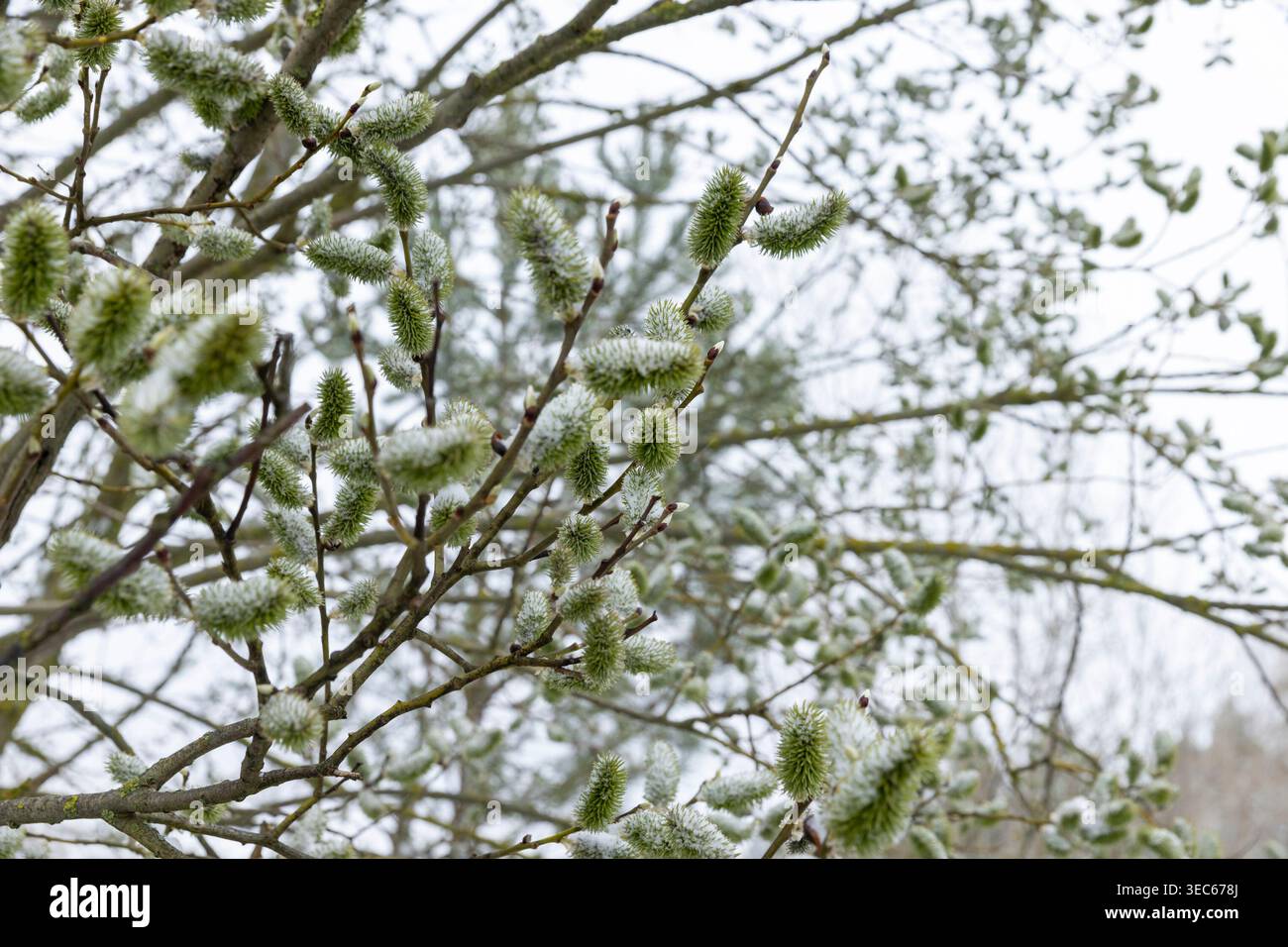 Saule aux bourgeons moelleux, branches de saule avec des phoques gris en fleurs sous le ciel ouvert avec une vue authentique sur la nature printanière et l'éclairage naturel. Banque D'Images