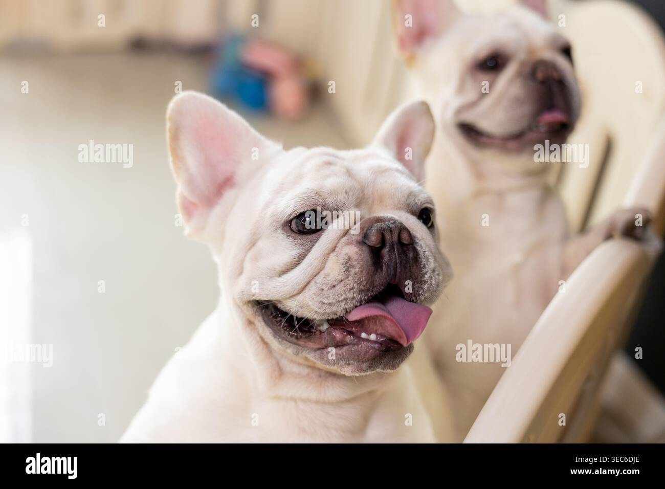 Adorable animal de bouledogue français blanc montre une expression heureuse posant pour une photographie de portrait à l'intérieur d'une pièce lumineuse aux côtés d'un deuxième chiot mignon près du cha en bois Banque D'Images