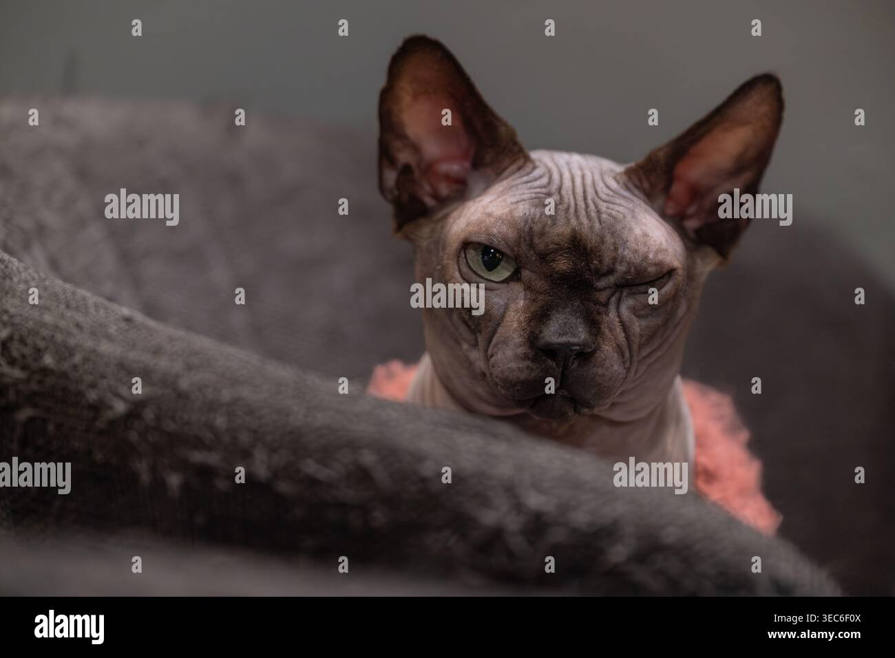 Chat Sphynx Winking gros plan Chat expression Portrait sans poils Banque D'Images