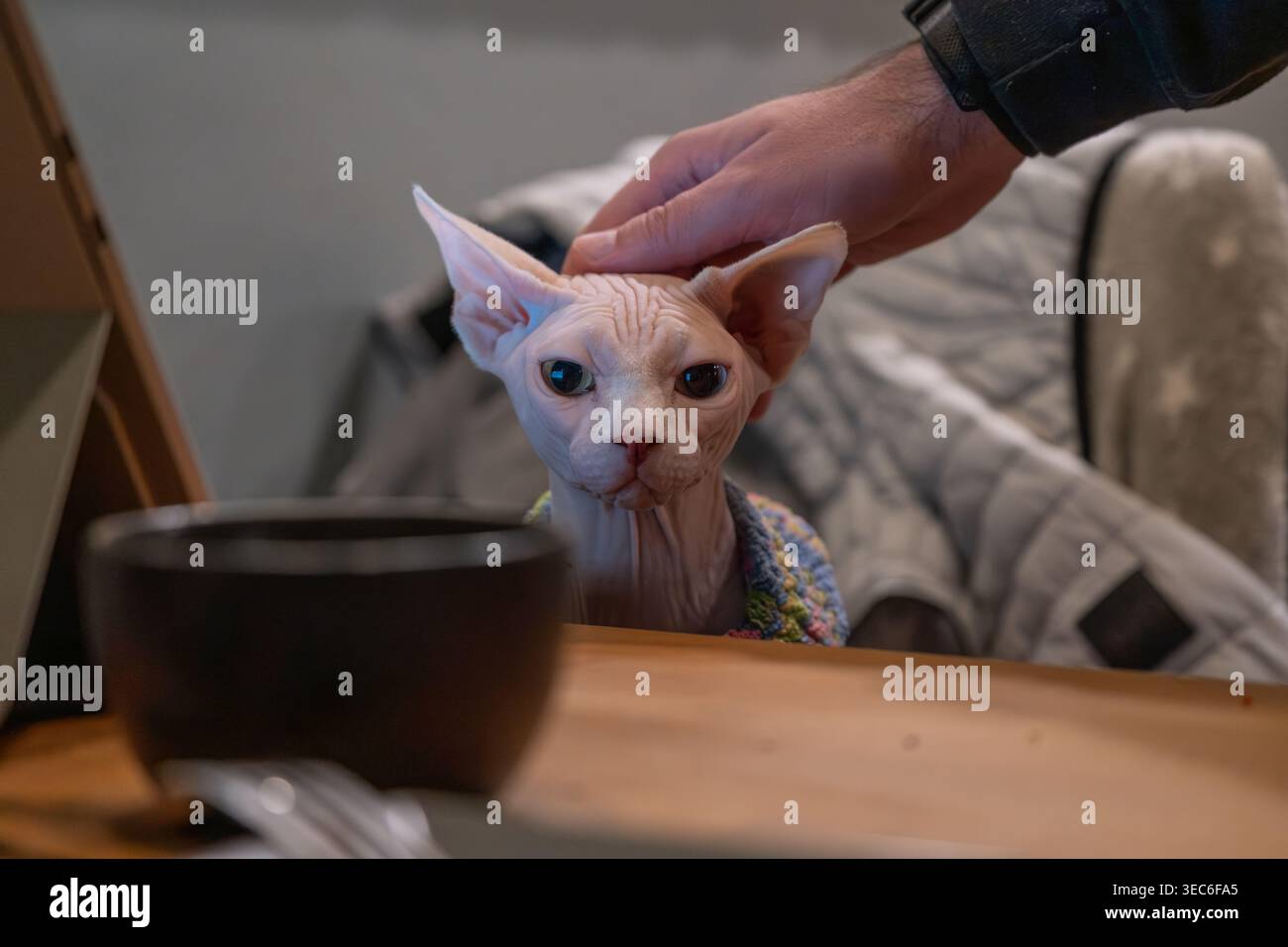Sphynx Cat étant caressé par le propriétaire Indoor Cozy Lifestyle Scene Banque D'Images