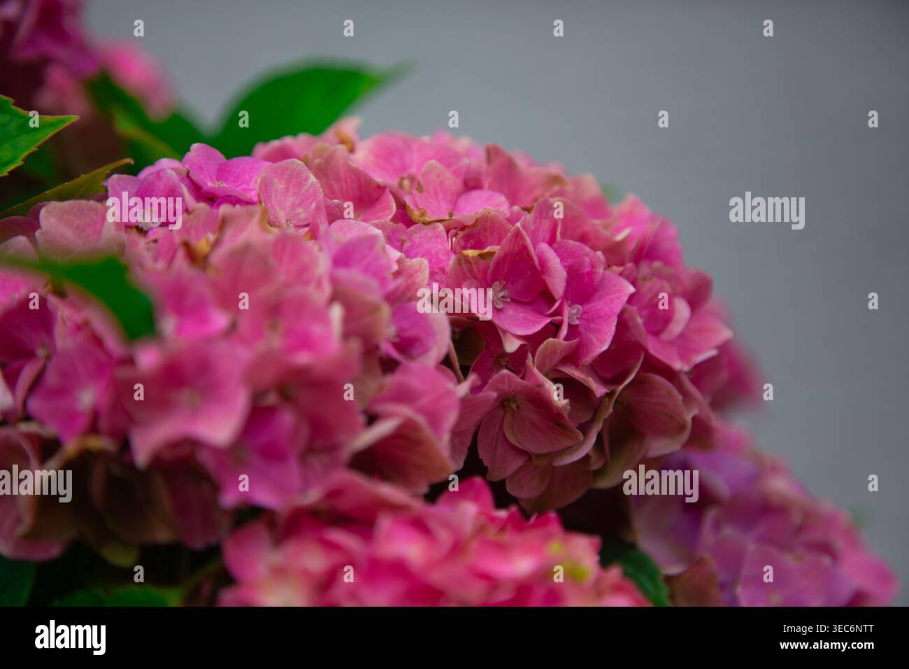 Cette image montre un amas dense de fleurs d'hortensia rose capturées dans une perspective rapprochée qui met en évidence la structure délicate de chaque pétale et t Banque D'Images
