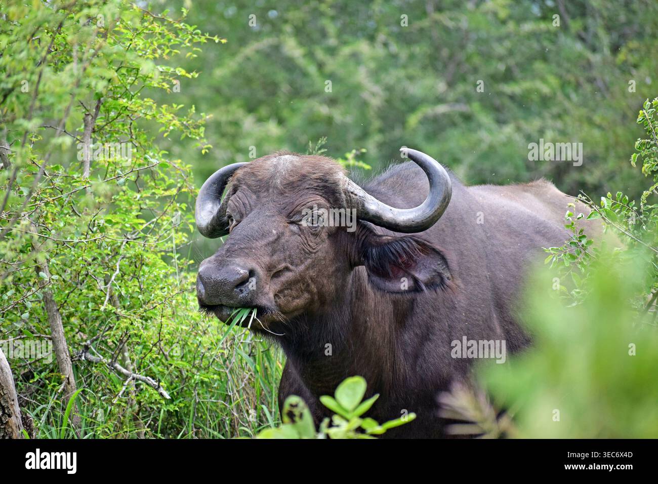Alimentation portrait de Cape Buffalo Banque D'Images
