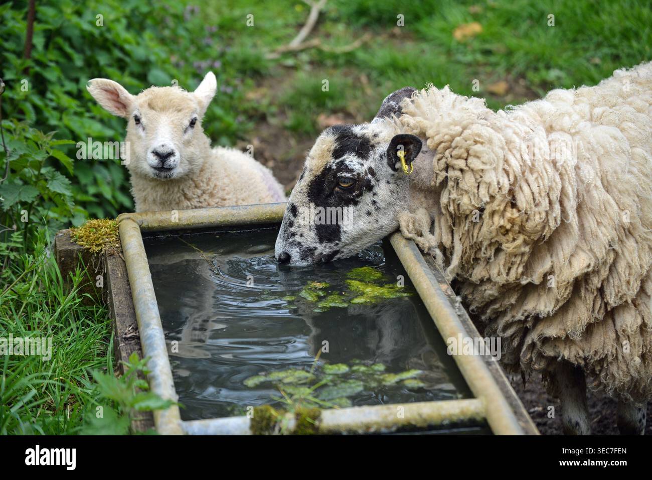 Les moutons se rassemblent autour d'un abreuvoir dans un champ vert pendant la journée dans une zone rurale Banque D'Images
