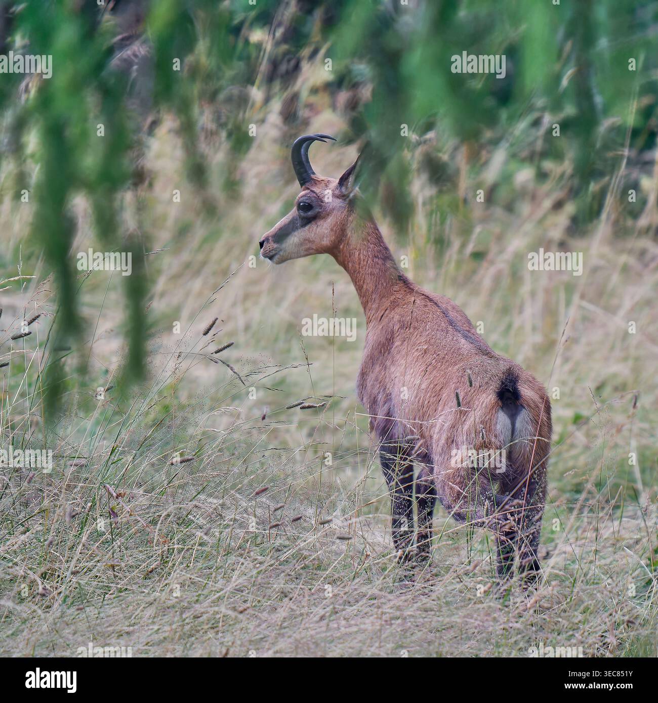 Chamois alpin debout dans un habitat montagneux herbeux à Valchiavenna, Lombardie, Italie Banque D'Images