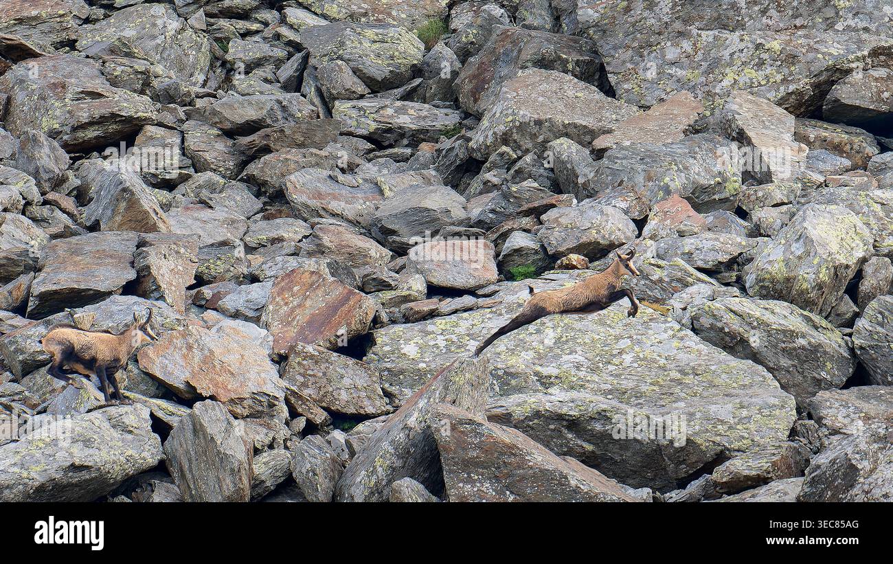 Chamois alpin se déplaçant à travers un terrain de montagne rocheux à Valchiavenna, Lombardie, Italie Banque D'Images