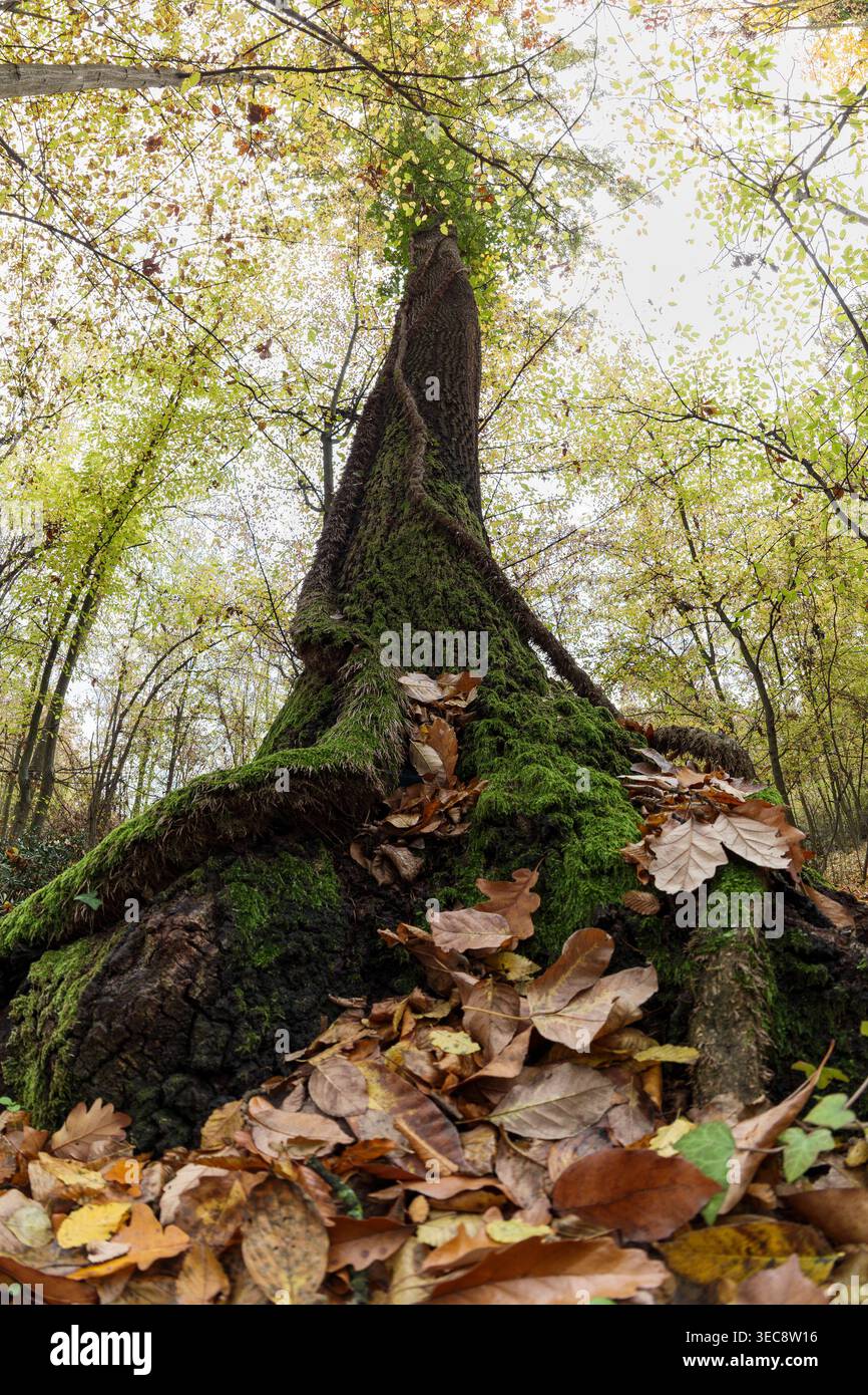 Tronc d'arbre massif avec des racines couvertes de mousse à partir d'un angle bas, perspective de forêt d'automne Banque D'Images