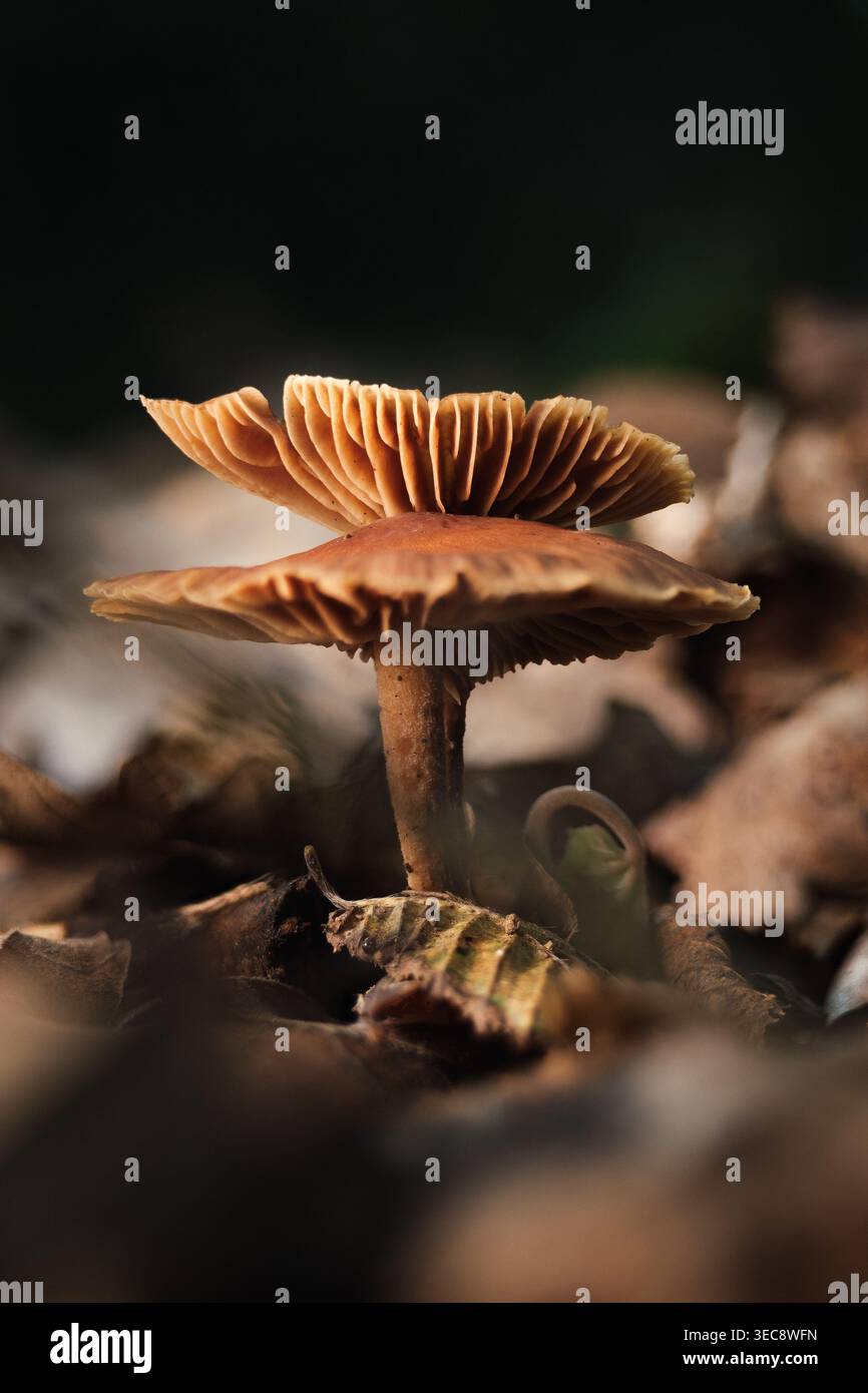 Macro de champignons en couches avec branchies détaillées, composition symétrique des champignons forestiers Banque D'Images