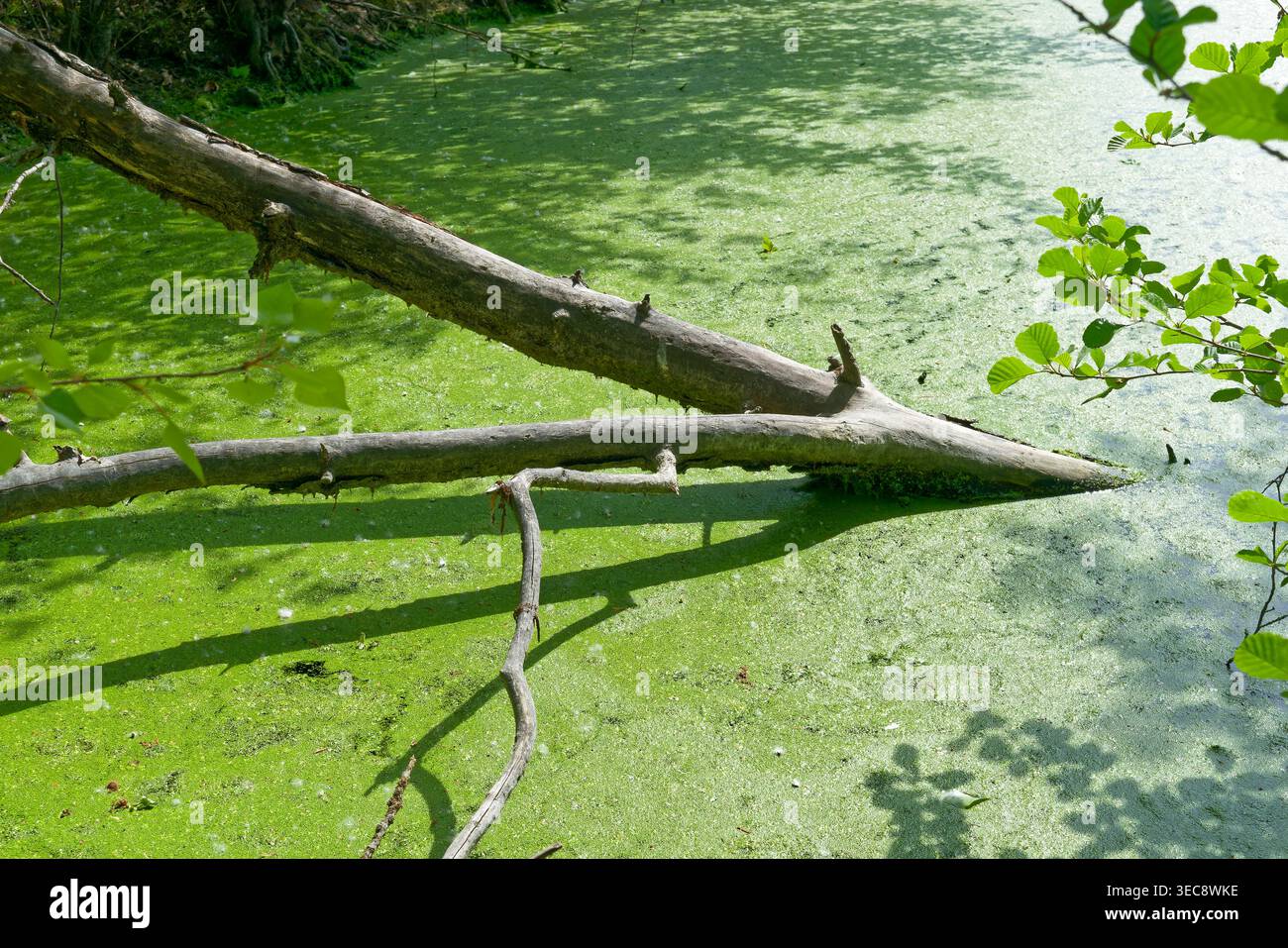 Tronc d'arbre mort reposant sur une surface d'eau couverte d'aspersion verte dans un étang sauvage. Détail d'un écosystème de zones humides Banque D'Images