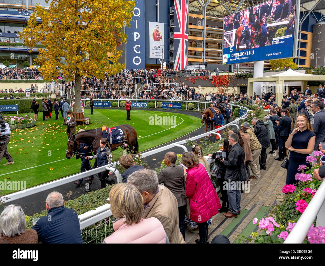 Les chevaux de course sont conduits autour du plateau de la parade avant une course de chevaux au QIPCO British Champions Day à Ascot Race course dans le Berkshire Banque D'Images