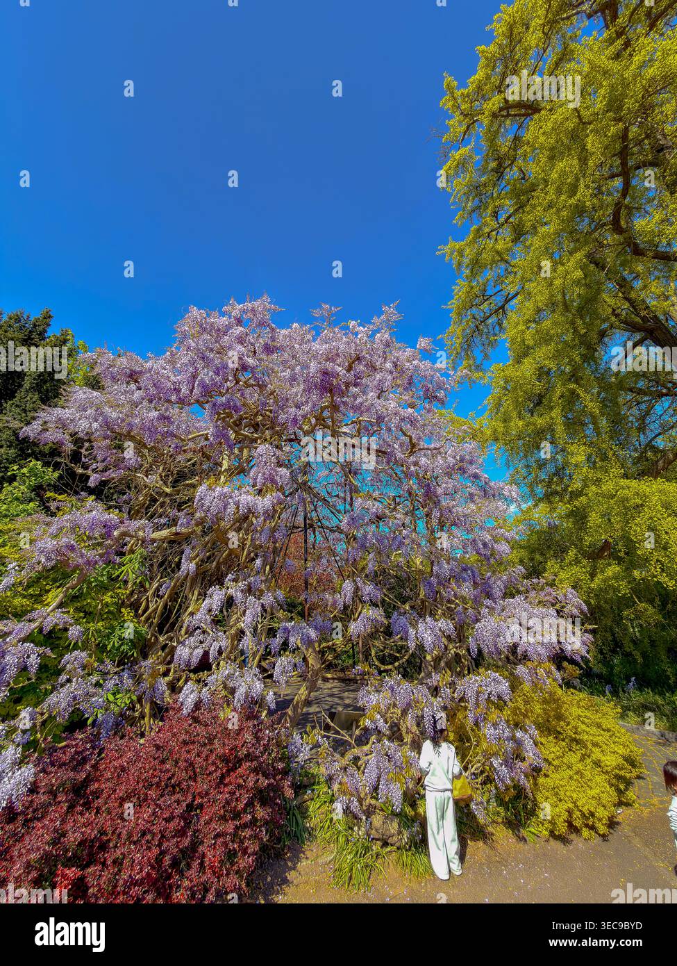 Un Wisteria chinois (Wisteria sinensis) en pleine floraison montrant de magnifiques fleurs violettes un jour de printemps au Royal Botanic Garden Kew, Londres Banque D'Images