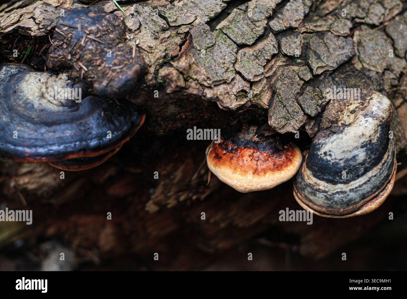 Champignons polypores ceinturés sur Une bûche de décomposition Banque D'Images