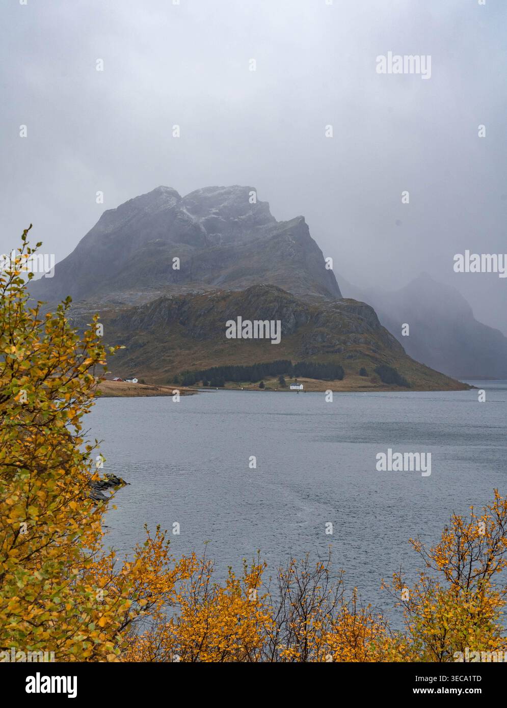 Montagnes brumeuses et bouleau d'automne près du fjord sur Moskenesoya dans les Lofoten, Norvège Banque D'Images