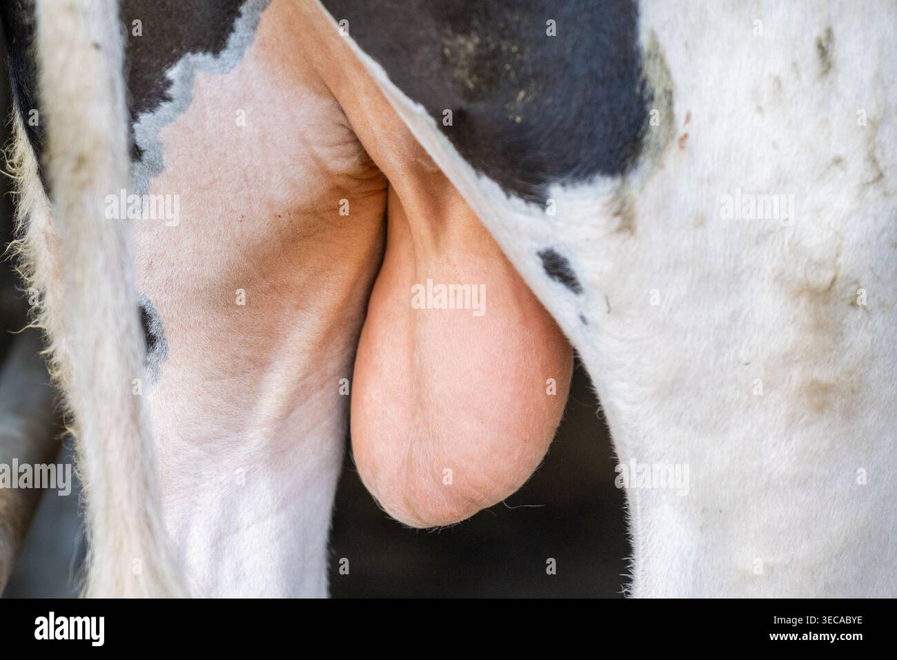 Testicules chez un jeune taureau (Bos Taurus). Banque D'Images