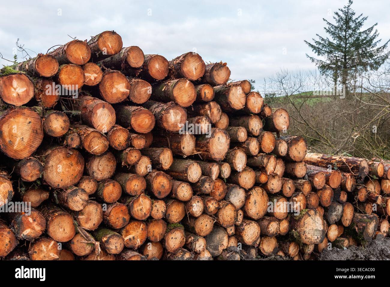 Coillte a abattu des grumes prêtes pour la collecte à West Cork, Irlande. Banque D'Images