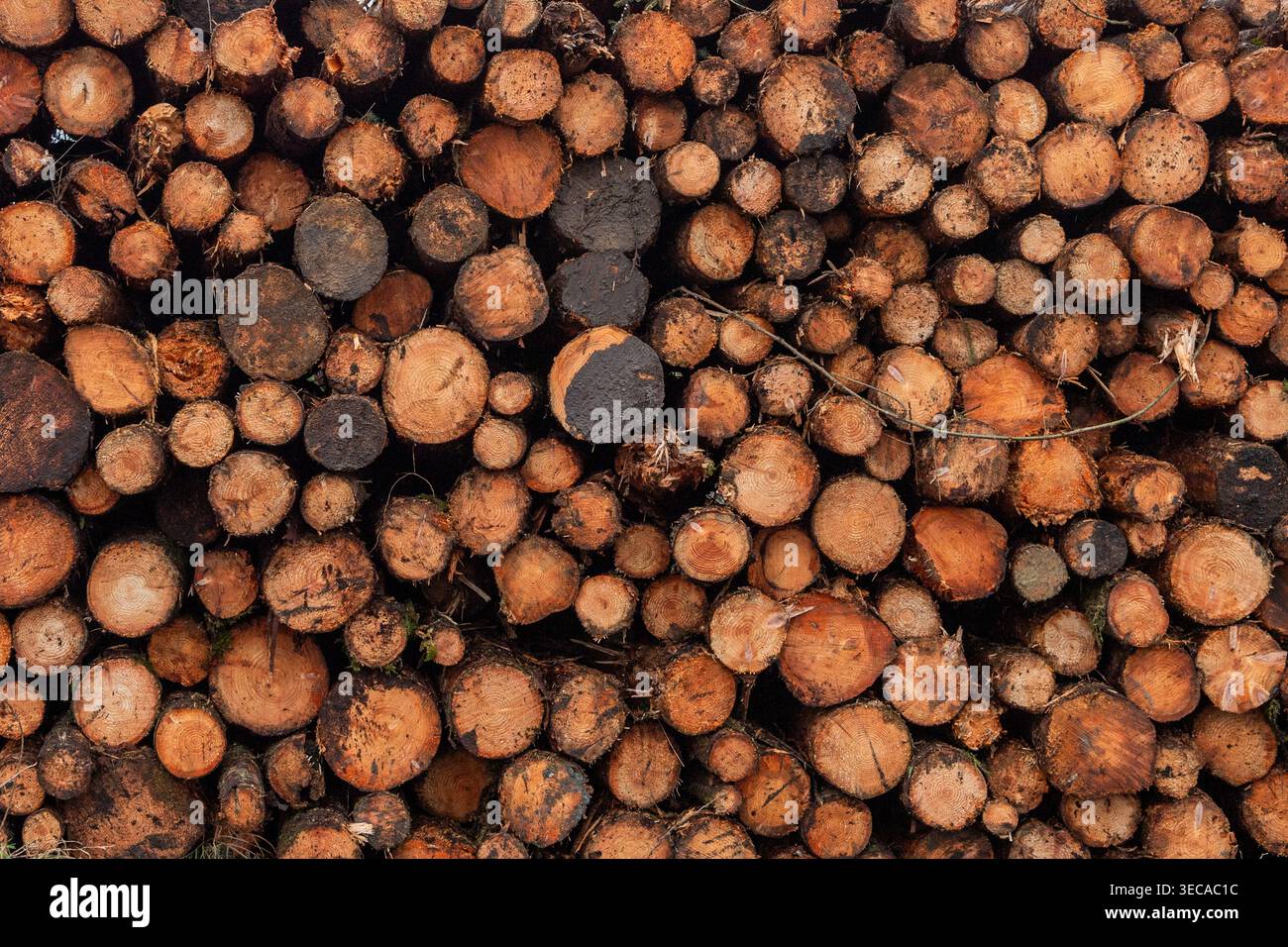 Coillte a abattu des grumes prêtes pour la collecte à West Cork, Irlande. Banque D'Images