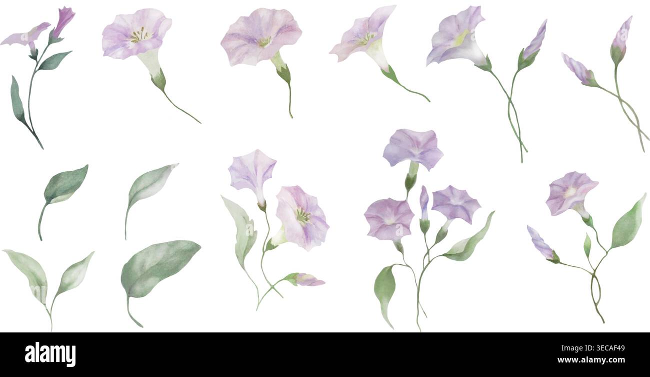 Ensemble d'éléments floraux de gloire matinale aquarelle. Collection de fleurs, de bourgeons et de feuilles vertes mauves isolées sur fond blanc. Vecteur EPS. Illustration de Vecteur