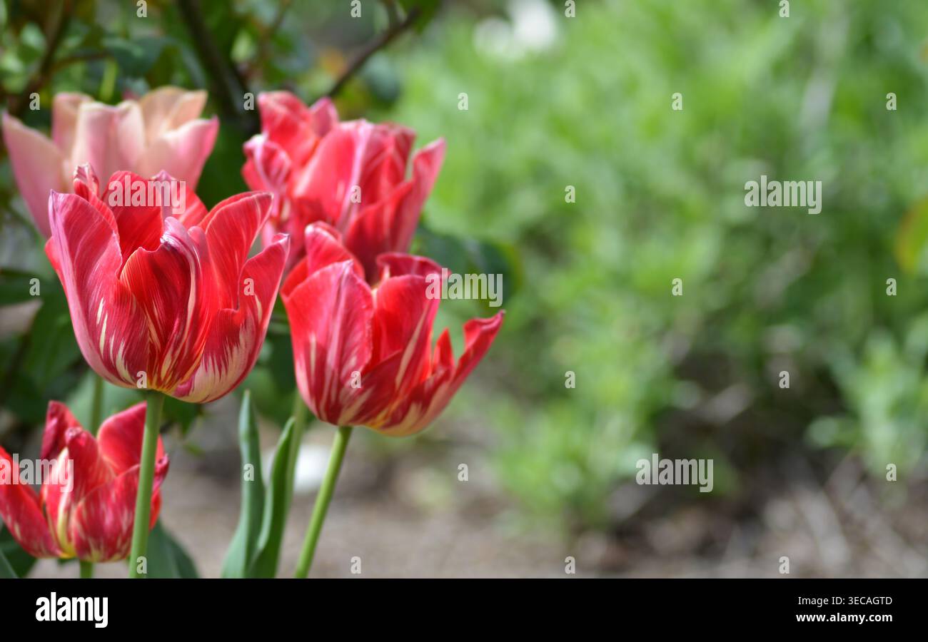 Tulipe rayée rouge et blanche, tulipe de Rembrandt, tulipes bicolores, Banque D'Images