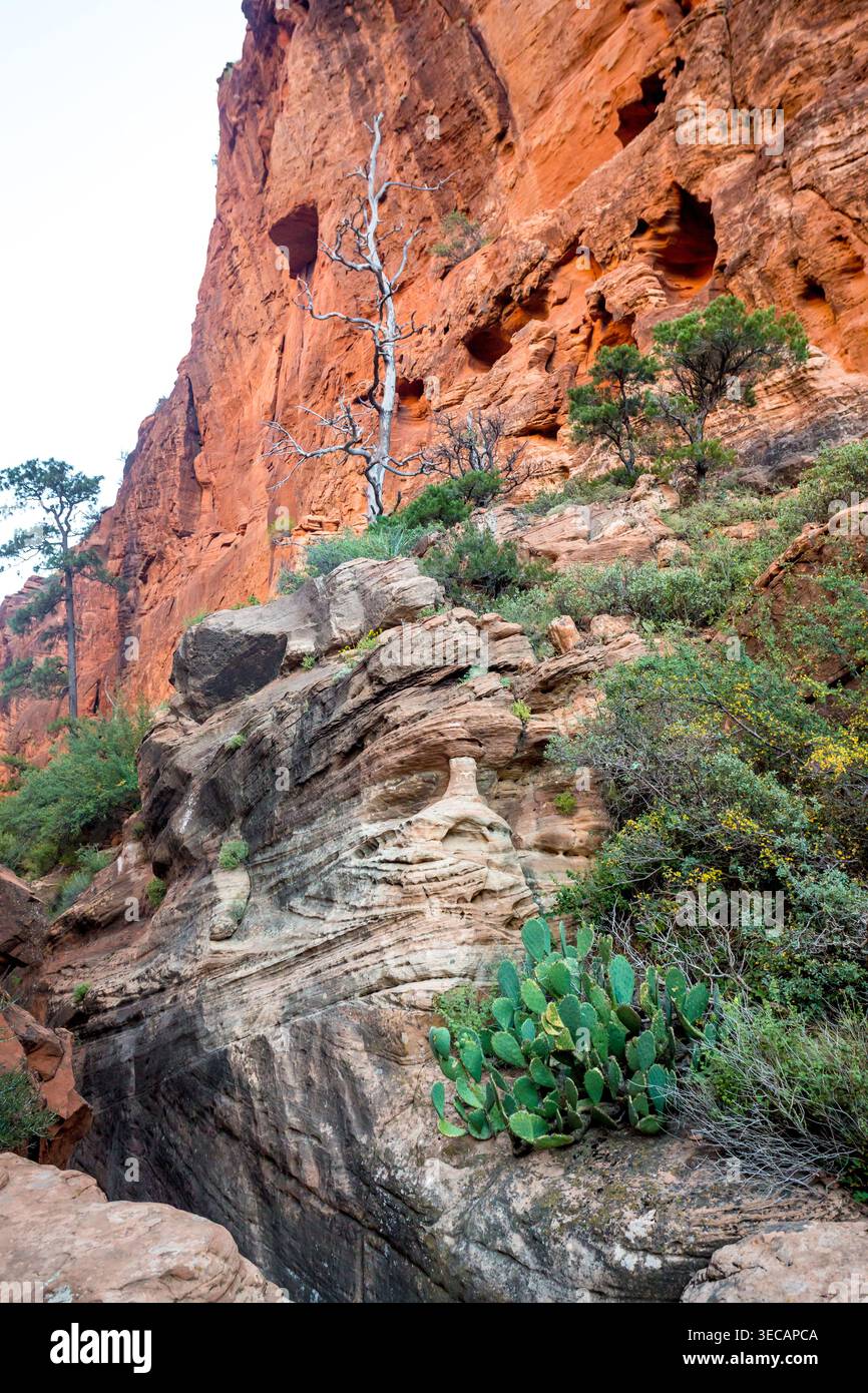 Hautes falaises de grès et feuillage le long du West Rim Trail jusqu'à Angels Landing dans le parc national de Zion, Utah Banque D'Images