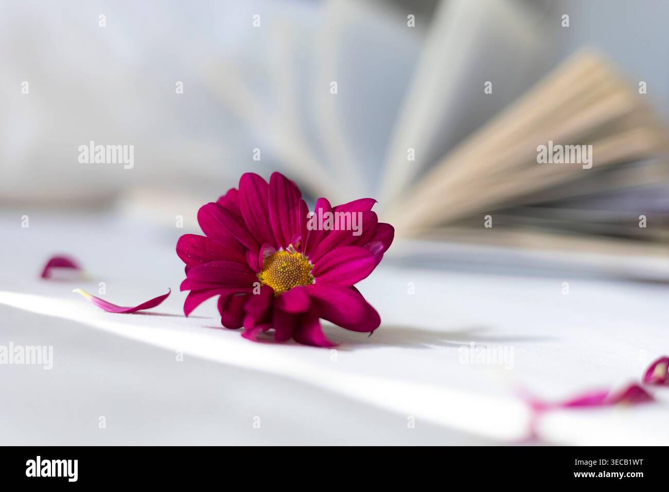 Fleur rose sur livre ouvert sur table, composition douce de nature morte, humeur romantique, concept de lecture, esthétique printanière. Banque D'Images