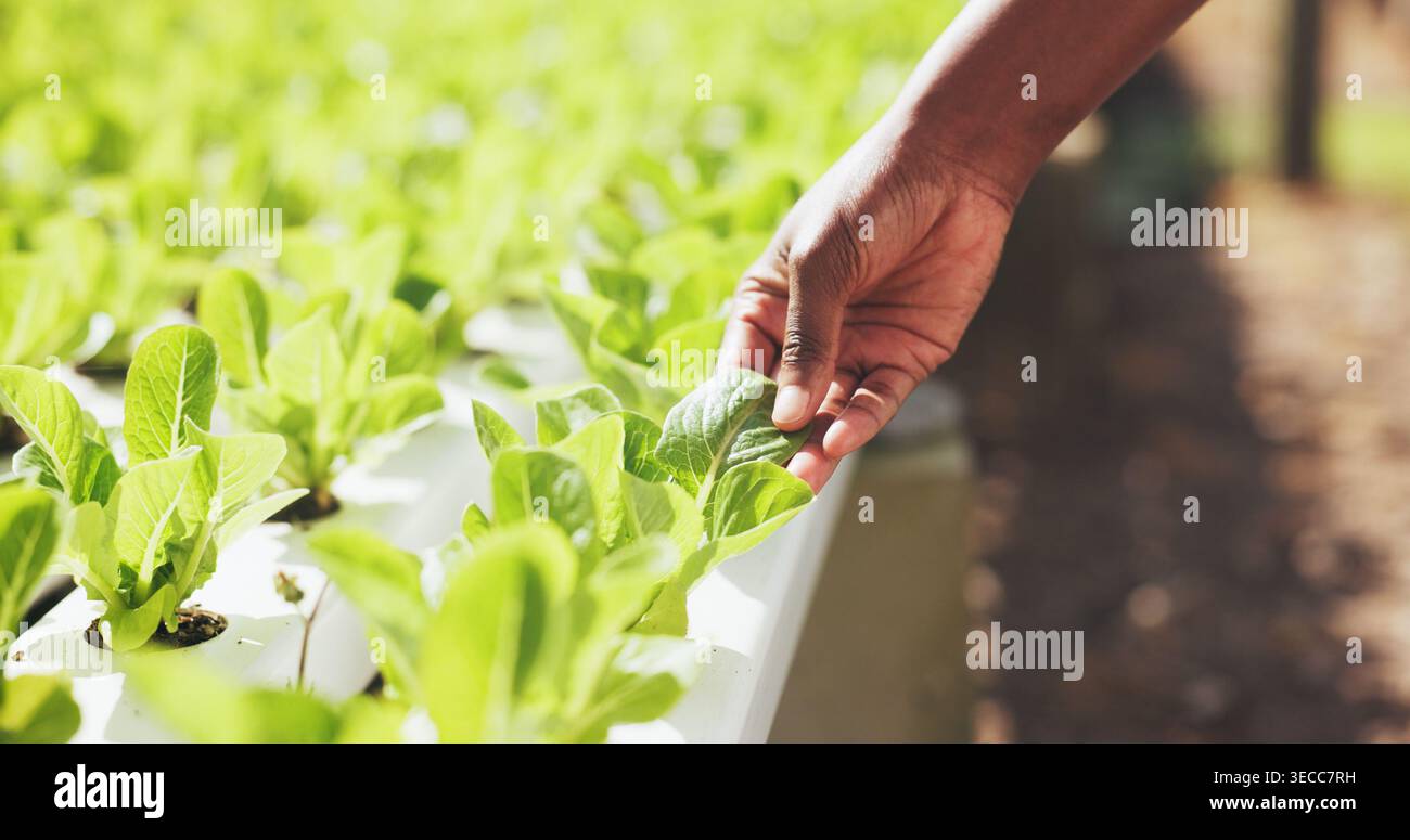 Inspection extérieure des agriculteurs, des mains et des plantes pour la croissance des feuilles, la production alimentaire et l'assurance qualité. Agro-industrie, personne et surveiller les cultures sur Banque D'Images