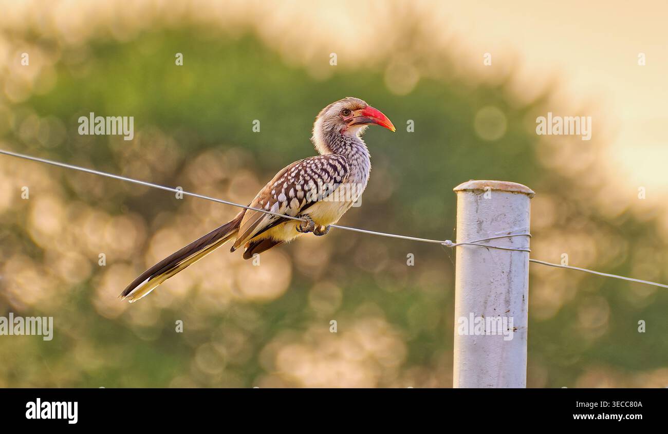 Un oiseau du Sud à bec rouge (Tockus rufirostris) perché sur une clôture en fil de fer dans la lumière de l'après-midi à bela-bela, Limpopo, Afrique du Sud ZA Banque D'Images
