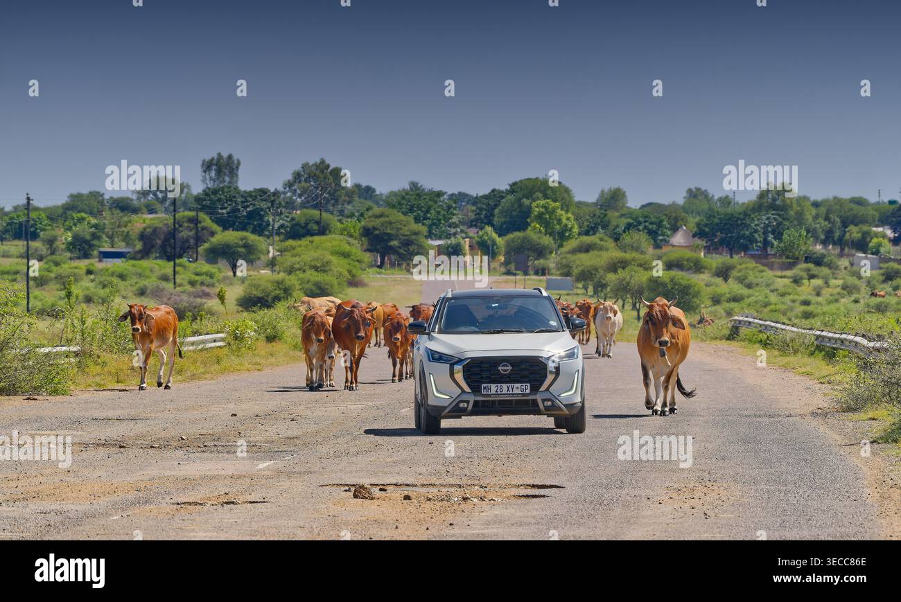 Un véhicule passe à travers du bétail en cours de conduite sur une route endommagée avec des nids de poule en plein soleil, route Makapanstad, Kgomo-kgomo, Afrique du Sud Banque D'Images