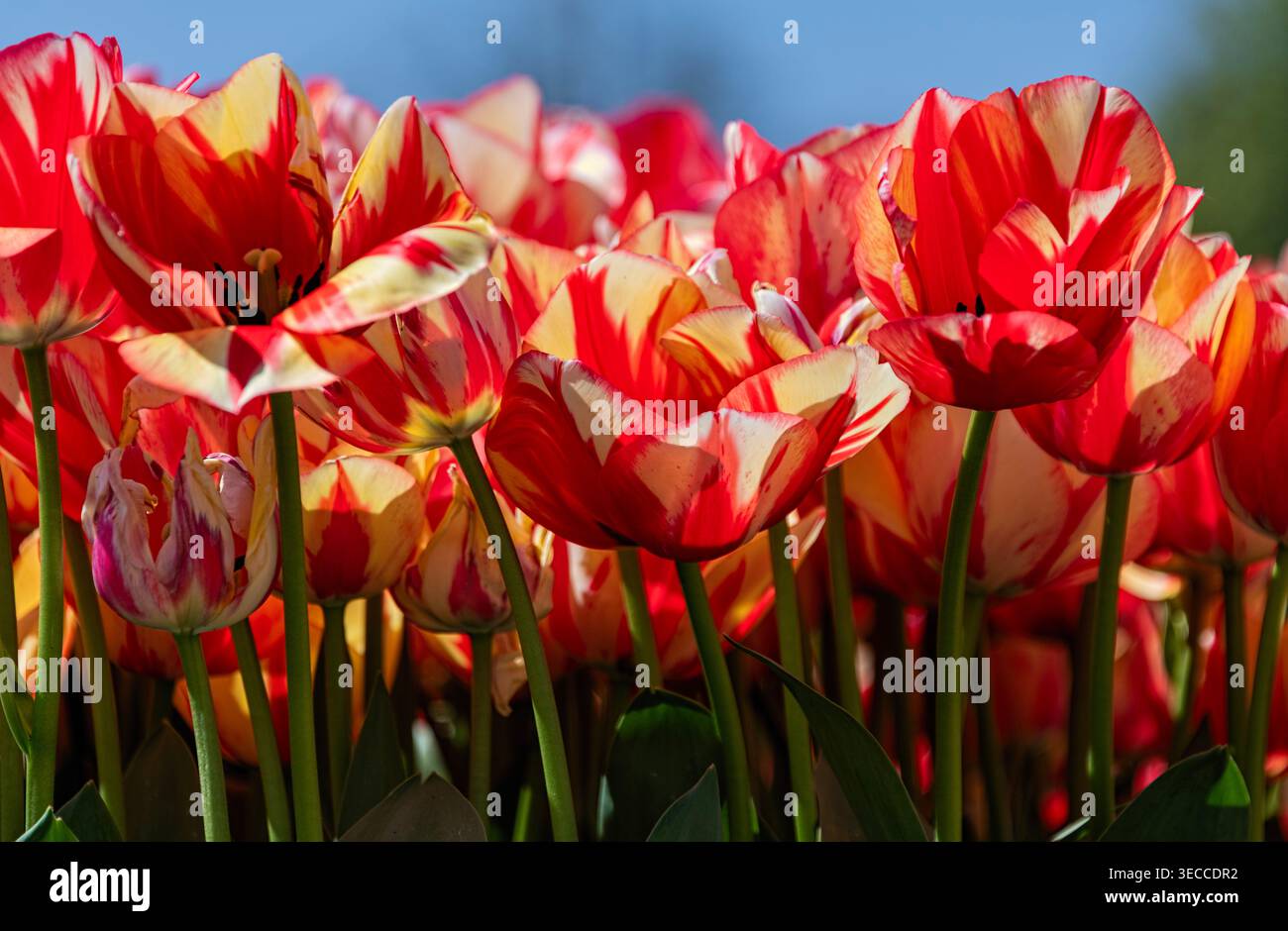 Tulleys Tulip Fields, London Colney, équipé Albans, Hertfordshire UK avril 2026 tulipes ouvertes colorées rouges et jaunes en champ Banque D'Images