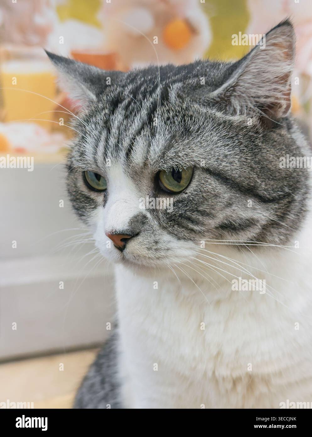 Chat tabby adulte calme avec une fourrure grise et blanche distincte reposant confortablement dans un cadre intérieur Banque D'Images