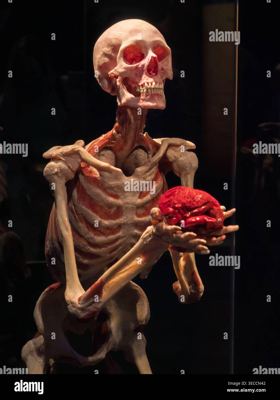 Moscou, Russie -, 18 juin 2021 : exposition d'anatomie humaine plastinée à Body Worlds Moscow présentant un squelette tenant un spécimen de cerveau Banque D'Images