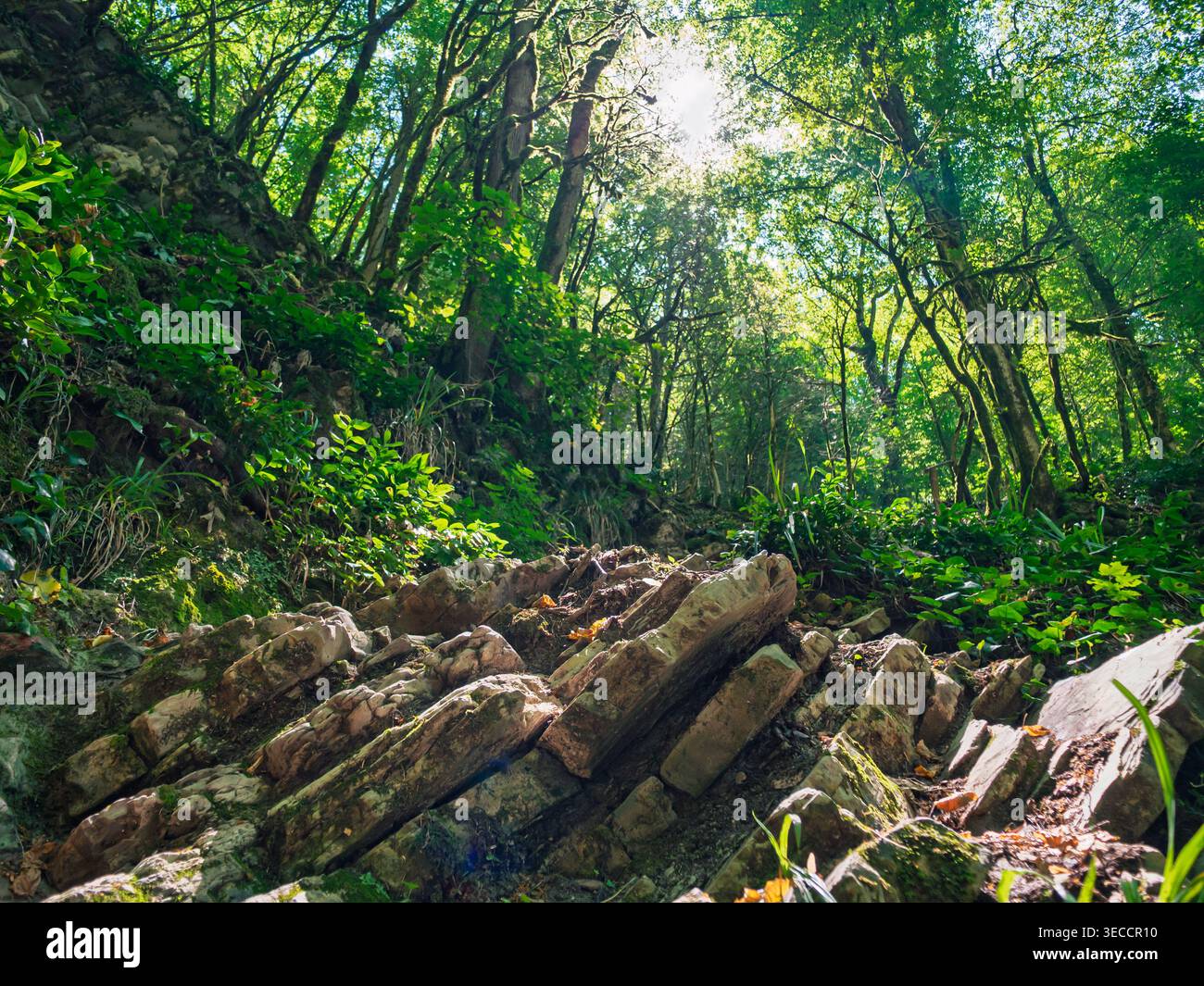 Paysage forestier verdoyant avec la lumière du soleil illuminant d'anciennes couches rocheuses pendant l'exploration de jour Banque D'Images