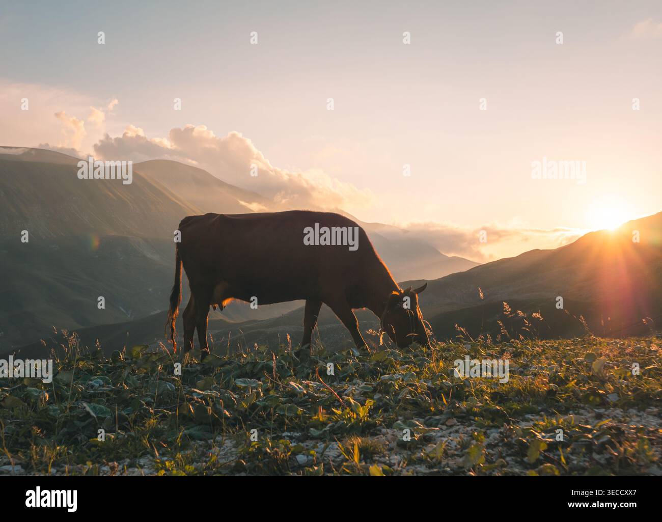 Paisible vache brune pèle sur un pâturage de haute montagne tandis que le soleil doré chaud se couche derrière des sommets lointains Banque D'Images
