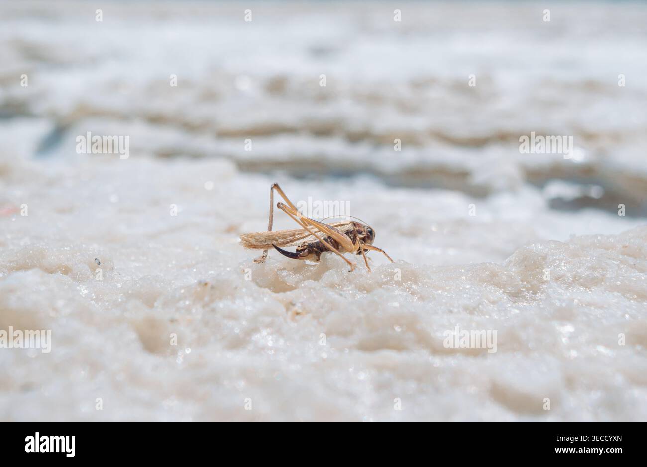 La sauterelle brune repose sur des cristaux de sel texturés sur la rive du lac Baskunchak pendant la journée Banque D'Images