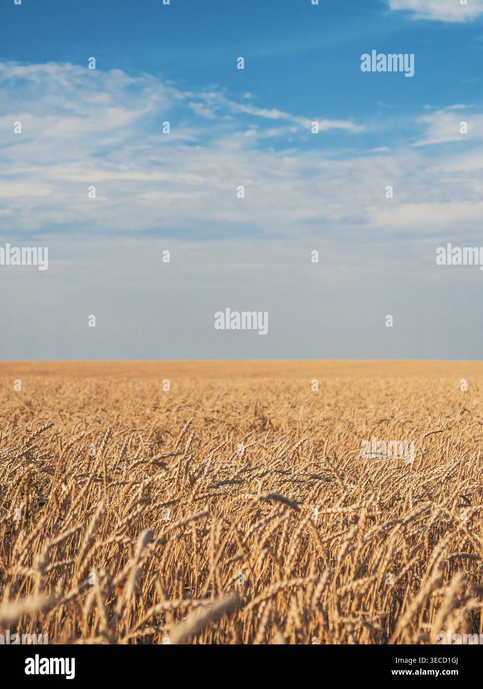 Un grand champ de blé doré s'étend jusqu'à l'horizon sous un ciel bleu vif avec des nuages blancs moelleux Banque D'Images