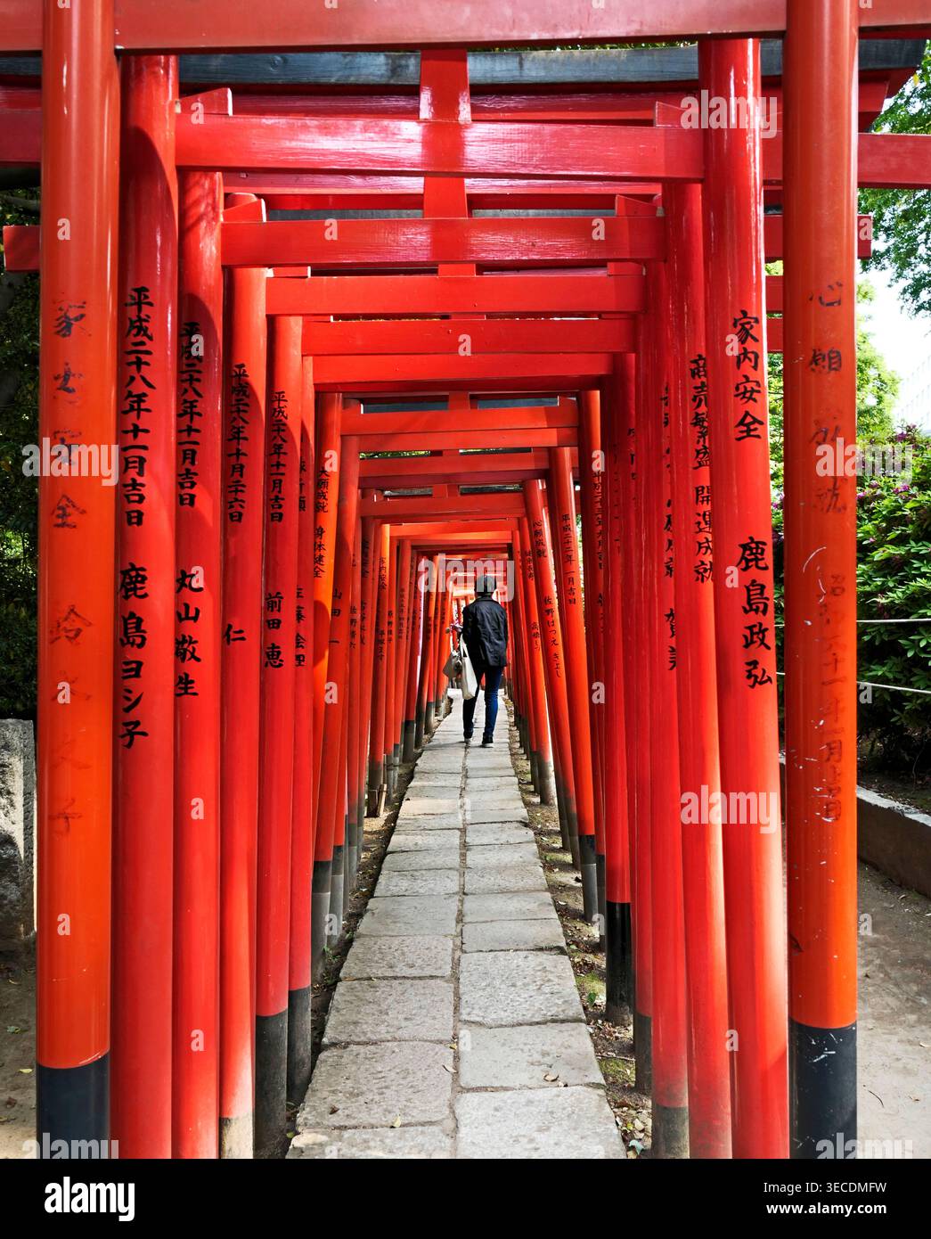Japon, île Honshu, Tokyo, couloir de torii au temple Nezu //Japan, île Honshu, Tokyo, col torii au sanctuaire Nezu. Banque D'Images
