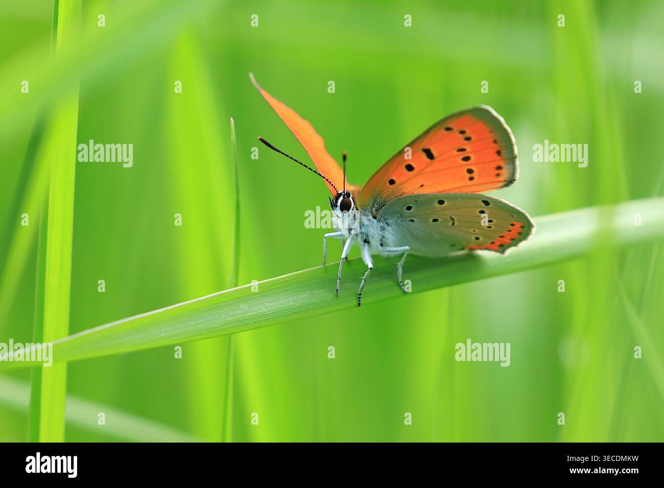 Grand cuivre, beau papillon sur plante Banque D'Images