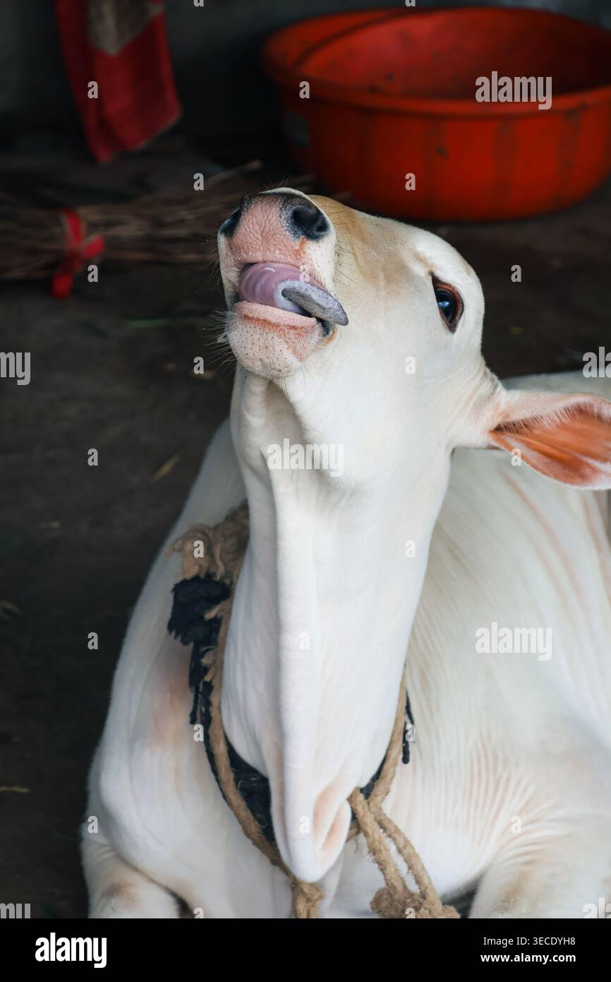 Portrait de veau curieux avec lumière naturelle douce. Portrait détaillé d'un jeune veau curieux regardant vers le haut, capturé à la lumière naturelle. Banque D'Images
