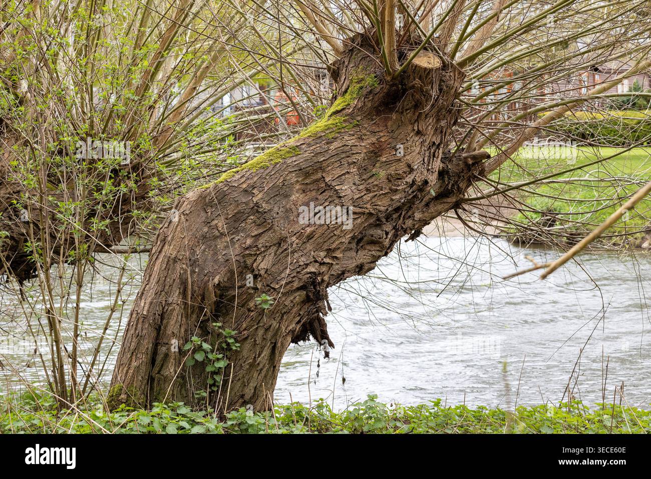 Saule Pollard (Salix spp), River Avon, Stratford-upon-Avon, Angleterre, Grande-Bretagne Banque D'Images