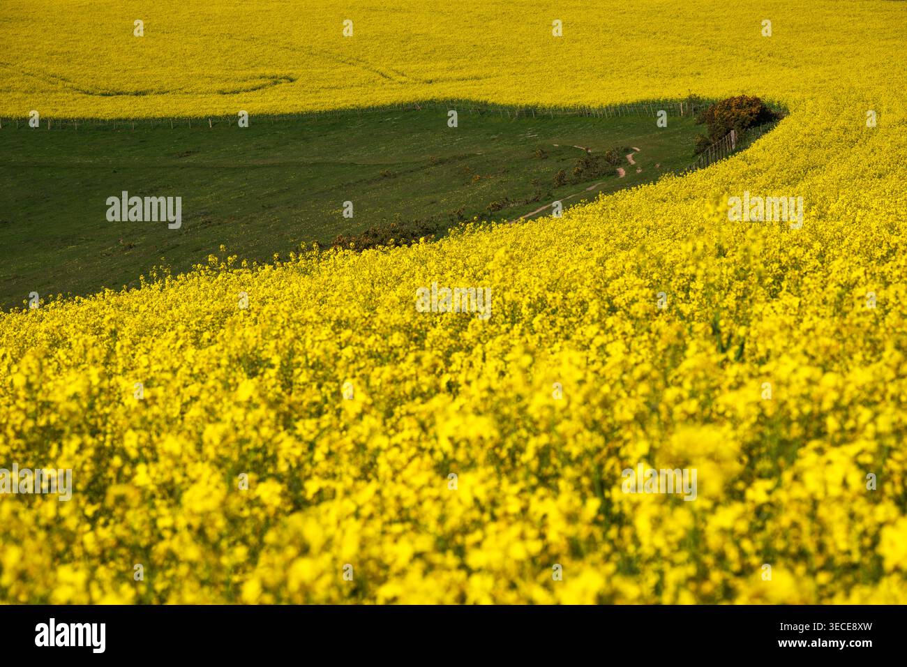 Jaune et vert se combinent dans le paysage du Sussex Banque D'Images